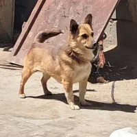 سگ پا کوتاه باهوش