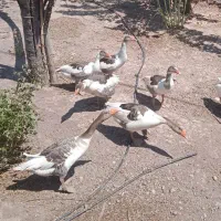 غاز جوان وسالم مناسب نگهداری وقربانی