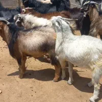 کهره نر شهر جم بهارستان کیلو ۵۵۰زنده