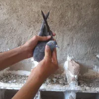 کفتر|پرنده|پیر سلیمان, |دیوار