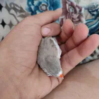 فنچ