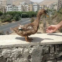 دو عدد اردک بزرگ رسمی