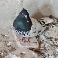 سایر|پرنده|ملکان, |دیوار