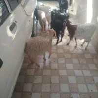 کهره شهرکردی ناب