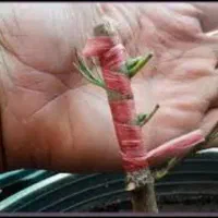 پیوند درخت پسته ارزان‌تر از همه جا