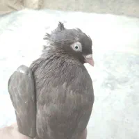 کبوتر سرخ آبادانی