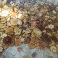 علوفه آفتابگردان