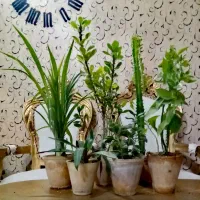 گل های زیبا و جوان آپارتمانی