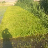 چلتک
