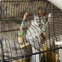 ماده وایت فیس مست