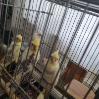 تعدادی عروس هلندی جفت خورده وتک