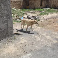 ماده  سراب