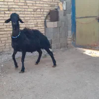 قوچ قره قزل