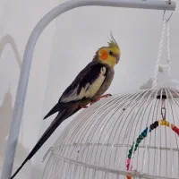عروس هلندی نر سخنگو همراه با قفس