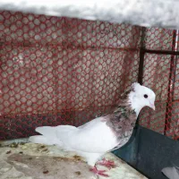 کبوتر