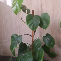 گل و گیاه