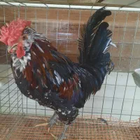 فروش خروس چهل تاج گلین