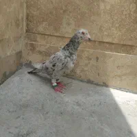 پرنده