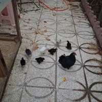 مرغ با هفت تا جوجه