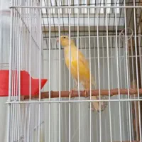 قناری|پرنده|لنجان, |دیوار