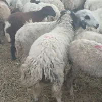 تصفیه قند شکر