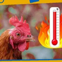 کود مرغ تخمگذار در قفس