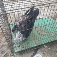یک جفت کبوتر پرشی تهرانی  قاره و سوسکی