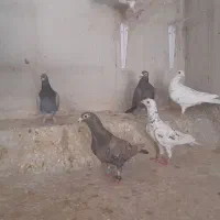 کبوتر نامه بر