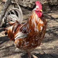 مرغ و خروس گلین