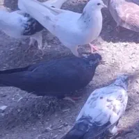 کبوتر زاغ کله ماستی