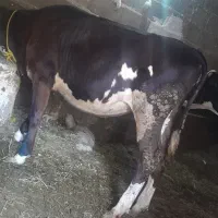 گوساله هلشتان