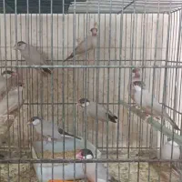 فنچ نرگسی شکلاتی