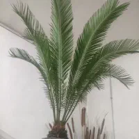 گل سیکاس