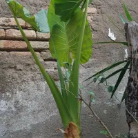 گل باباآدم