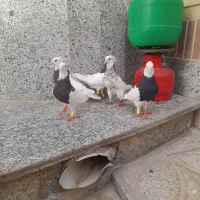 طوقی