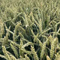 گندم پیشگام فروشی دوتن