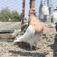 تعدادی سینه کله واسع فروش
