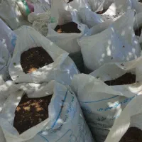 کود گاوی|خدمات باغبانی و درختکاری|مشهد, چهاربرج|دیوار
