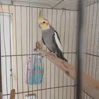 عروس هلندی نر مست