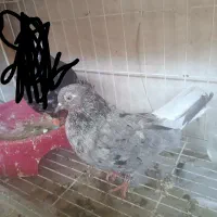 تعدادی رنگی دورگ