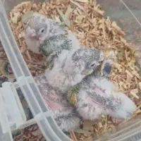 ۶ عدد جوجه گرنچیک دستی سرلاکی