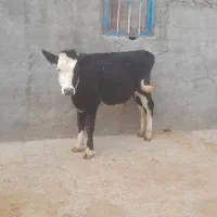 گوساله ماده سمینتال اصیل