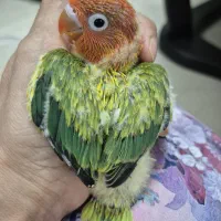 جوجه سرلاکی یووینگ گلد طوطی کوتوله برزیلی