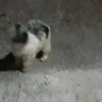 سسگ