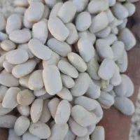 لوبیا سفید بوجاری شده