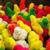 جوجه رنگی ،جوجه کردی ،جوجه محلی عمده سجاد