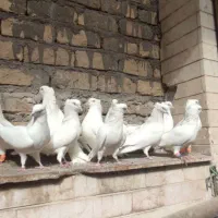 کفتر اراکی عیار بالا