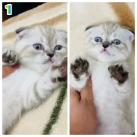 گربه اسکاتیش و پرشین