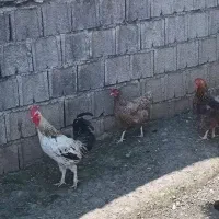 خروس جوان. مرغ. جوجه مرغ
