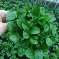 سبزه بهارنارنج